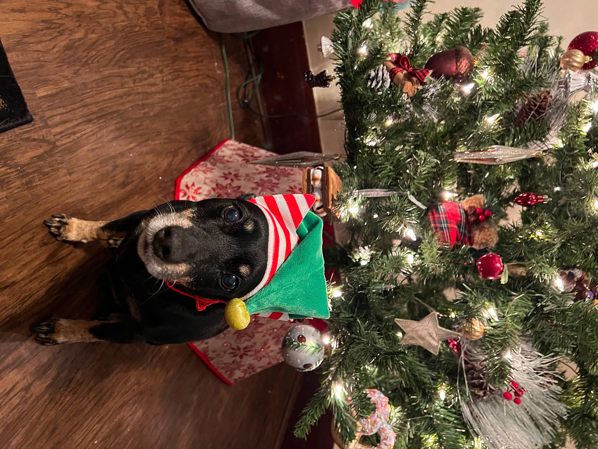 Puppers joined the competition — help win amazing prizes! carnivore, christmas_decoration, christmas_ornament, christmas_tree, collar, companion_dog, conifer, dog, dog_breed, dog_collar, event, evergreen, fawn, holiday, holiday_ornament, ornament, plant, tree, wood, working_animal
