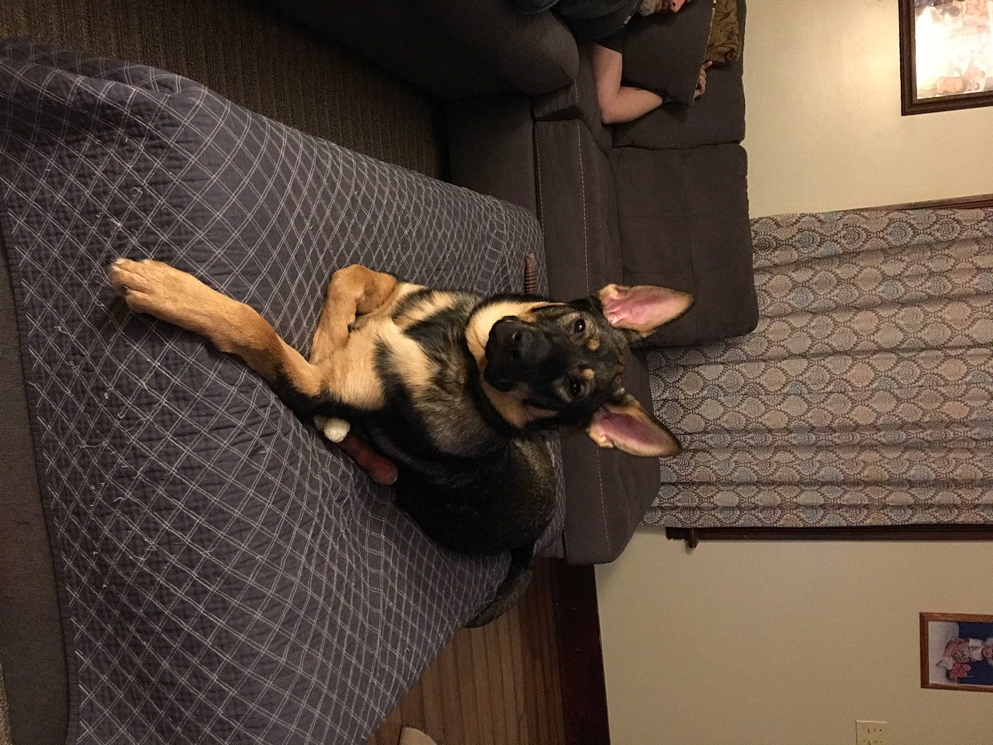 Leia is registered to the contest to win money with this photo: canidae, carnivore, comfort, companion_dog, couch, dog, dog_breed, fawn, felidae, floor, flooring, fur, hardwood, human_leg, picture_frame, sporting_group, tail, toy_dog, wood, working_animal