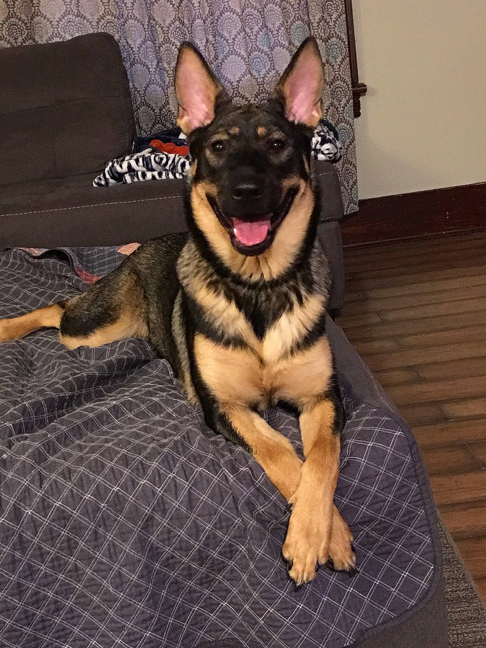 Leia joined the competition — help win amazing prizes! canidae, carnivore, collar, companion_dog, dog, dog_breed, dog_supply, east_european_shepherd, fawn, flooring, fur, german_shepherd_dog, guard_dog, herding_dog, king_shepherd, paw, snout, sporting_group, whiskers, wood