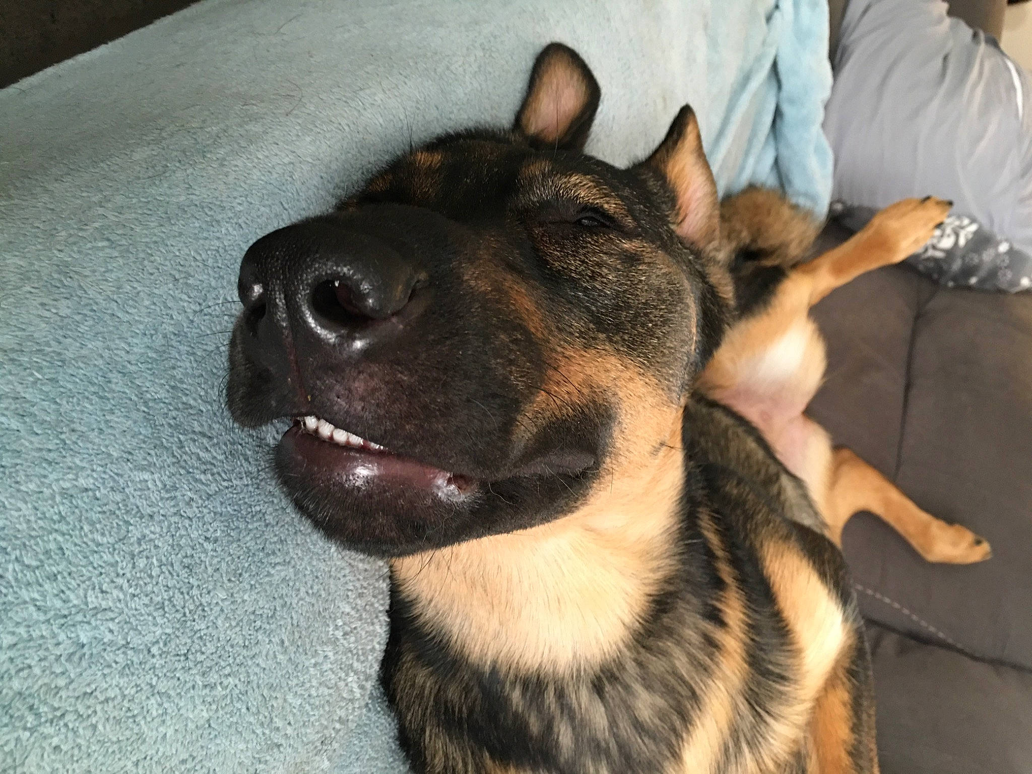 Leia joined the competition — help win amazing prizes! canidae, carnivore, comfort, companion_dog, dog, dog_breed, ear, east_european_shepherd, fawn, fur, german_shepherd_dog, guard_dog, herding_dog, jaw, old_german_shepherd_dog, paw, snout, sporting_group, terrestrial_animal, whiskers