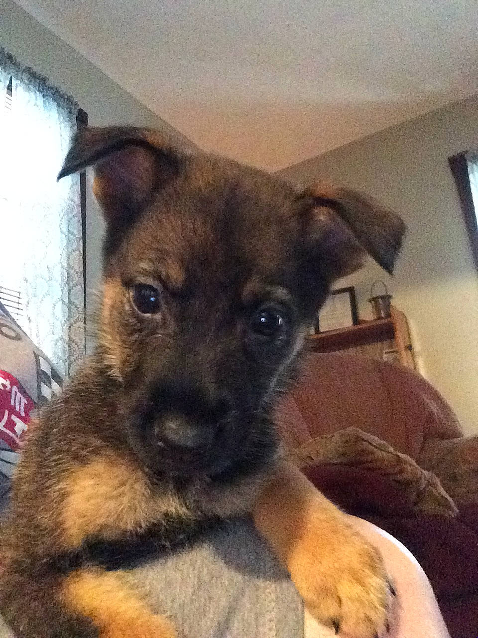 Leia is registered to the contest to win money with this photo: canidae, carnivore, comfort, companion_dog, dog, dog_breed, ear, fawn, fur, german_shepherd_dog, old_german_shepherd_dog, paw, puppy, snout, sporting_group, terrestrial_animal, toy_dog, whiskers, window, working_animal