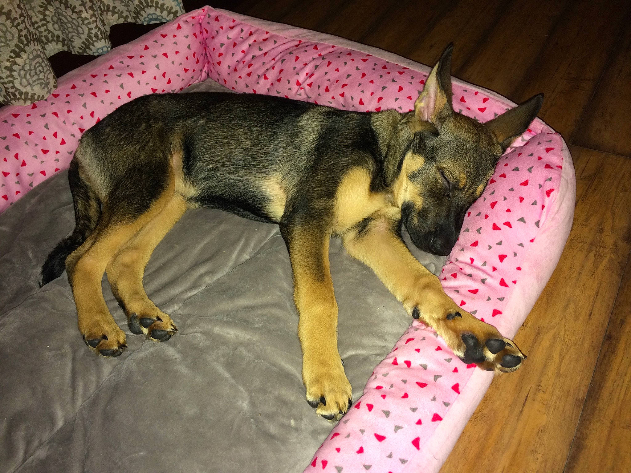 Leia joined the competition — help win amazing prizes! canidae, carnivore, companion_dog, dog, dog_breed, dog_supply, east_european_shepherd, fawn, foot, fur, german_shepherd_dog, herding_dog, king_shepherd, old_german_shepherd_dog, paw, snout, sporting_group, tail, terrestrial_animal, working_animal