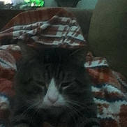 Ezra joined the competition — help win amazing prizes! cat, tabby, pet, blanket, couch, indoor, whiskers, sleepy, close_up, fur, living_room, cozy, home, portrait, sitting, nap, paws, striped, tired, soft