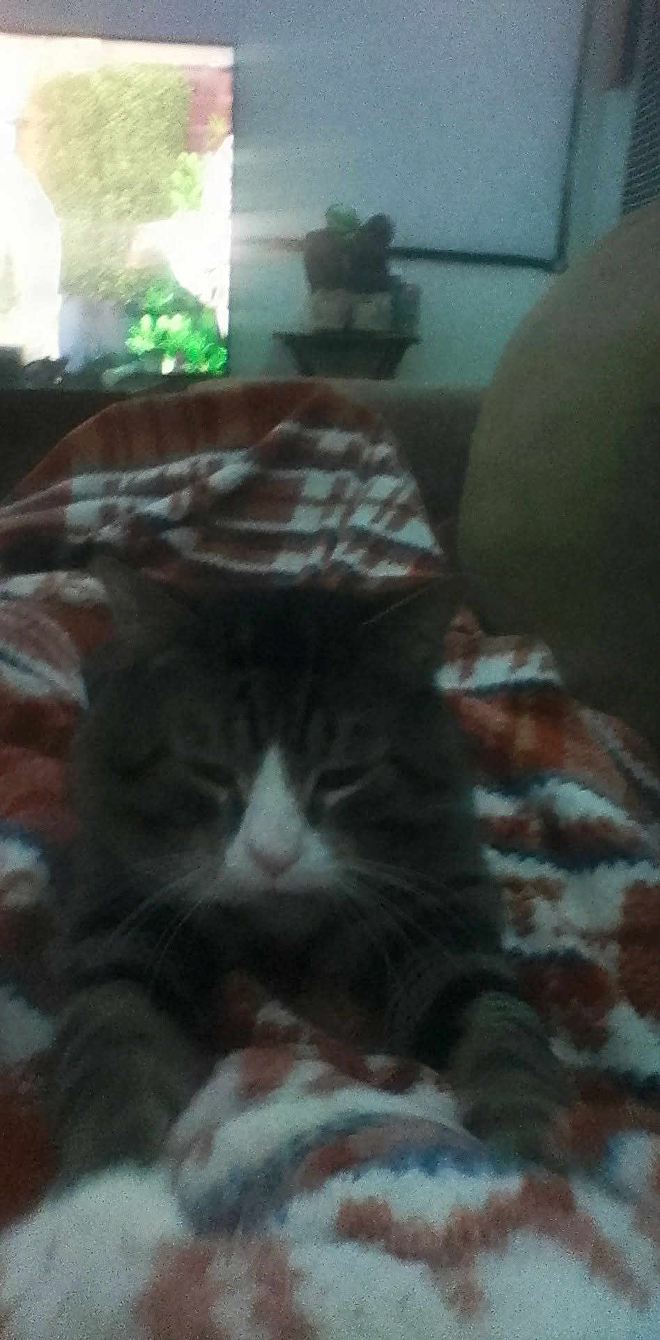 Ezra joined the competition — help win amazing prizes! cat, tabby, pet, blanket, couch, indoor, whiskers, sleepy, close_up, fur, living_room, cozy, home, portrait, sitting, nap, paws, striped, tired, soft