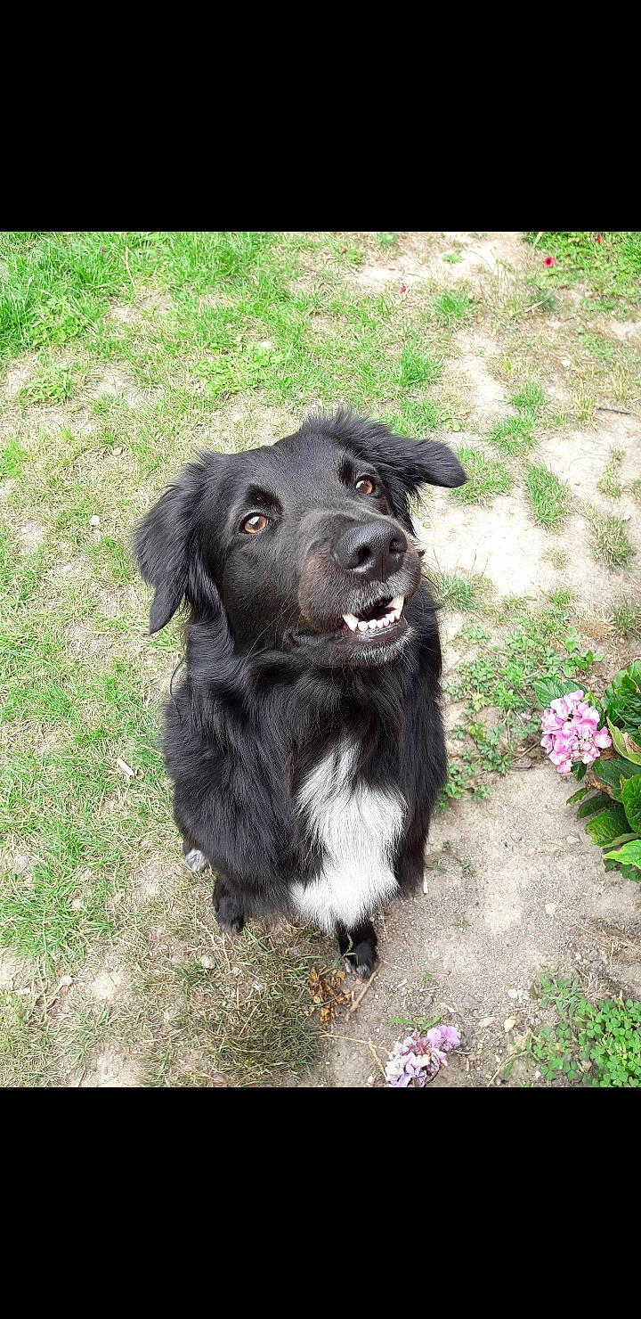 Jazz participe au concours pour gagner de l'argent avec cette photo : annual_plant, borador, carnivore, companion_dog, dog, dog_breed, dog_collar, flower, fur, grass, groundcover, gun_dog, plant, retriever, soil, sporting_group, terrestrial_animal, whiskers, working_animal, working_dog