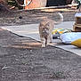 cat, orange_tabby, animal, pet, outdoor, dirt, sidewalk, cushion, pillow, sunlight, shadow, walking, nature, fur, tail, garden, relaxation, daytime, mammal, domestic