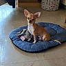 chihuahua, dog, pet_bed, indoor, tile_floor, laundry_basket, curtain, shelf, toy, small_dog, brown_dog, white_dog, floor, home, animal, domestic, cute, alert, seated, looking