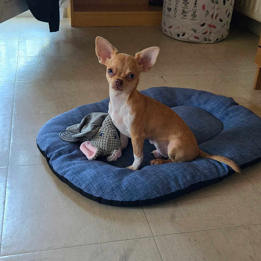 Aloé participe au concours pour gagner de l'argent avec cette photo : chihuahua, dog, pet_bed, indoor, tile_floor, laundry_basket, curtain, shelf, toy, small_dog, brown_dog, white_dog, floor, home, animal, domestic, cute, alert, seated, looking
