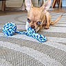 Aloé a rejoint le concours — aidez-le/la à gagner de superbes lots ! puppy, dog, chihuahua, blue_eyes, toy, rope_toy, carpet, indoor, floor, pet, small_dog, playing, chewing, cute, animal, young, ears, tail, home, furniture