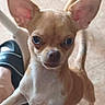 chihuahua, dog, small_dog, pet, ears, curious, close_up, tan, wide_eyes, indoor, floor, paw, standing, looking, animal, canine, footwear, human_foot, casual, home