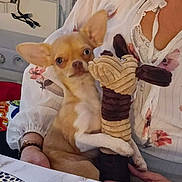 Aloé participe au concours pour gagner de l'argent avec cette photo : dog, chihuahua, toy, plush_toy, person, lap, indoor, table, floral_clothing, small_dog, pet, cute, animal, sitting, holding, light_brown, white, ears, face, companion