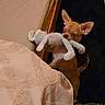 Aloé a rejoint le concours — aidez-le/la à gagner de superbes lots ! dog, chihuahua, toy, plush_toy, bed, blanket, indoor, floor, rug, small_dog, pet, cute, playing, animal, brown_dog, furniture, home, cozy, standing, looking
