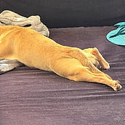 Aloé a rejoint le concours — aidez-le/la à gagner de superbes lots ! blanket, canine, comfort, couch, cozy, dog, domestic_animal, fur, furniture, home, indoor, laying_down, living_room, paw, pet, relaxed, resting, sleeping, stretching, tan_dog