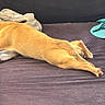 blanket, canine, comfort, couch, cozy, dog, domestic_animal, fur, furniture, home, indoor, laying_down, living_room, paw, pet, relaxed, resting, sleeping, stretching, tan_dog