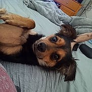 Tina Fey joined the competition — help win amazing prizes! dog, bed, blanket, indoor, furniture, television, wooden_dresser, pet, lying_down, curious, cute, brown_fur, black_fur, ears, eyes, nose, human_leg, relaxed, room, casual