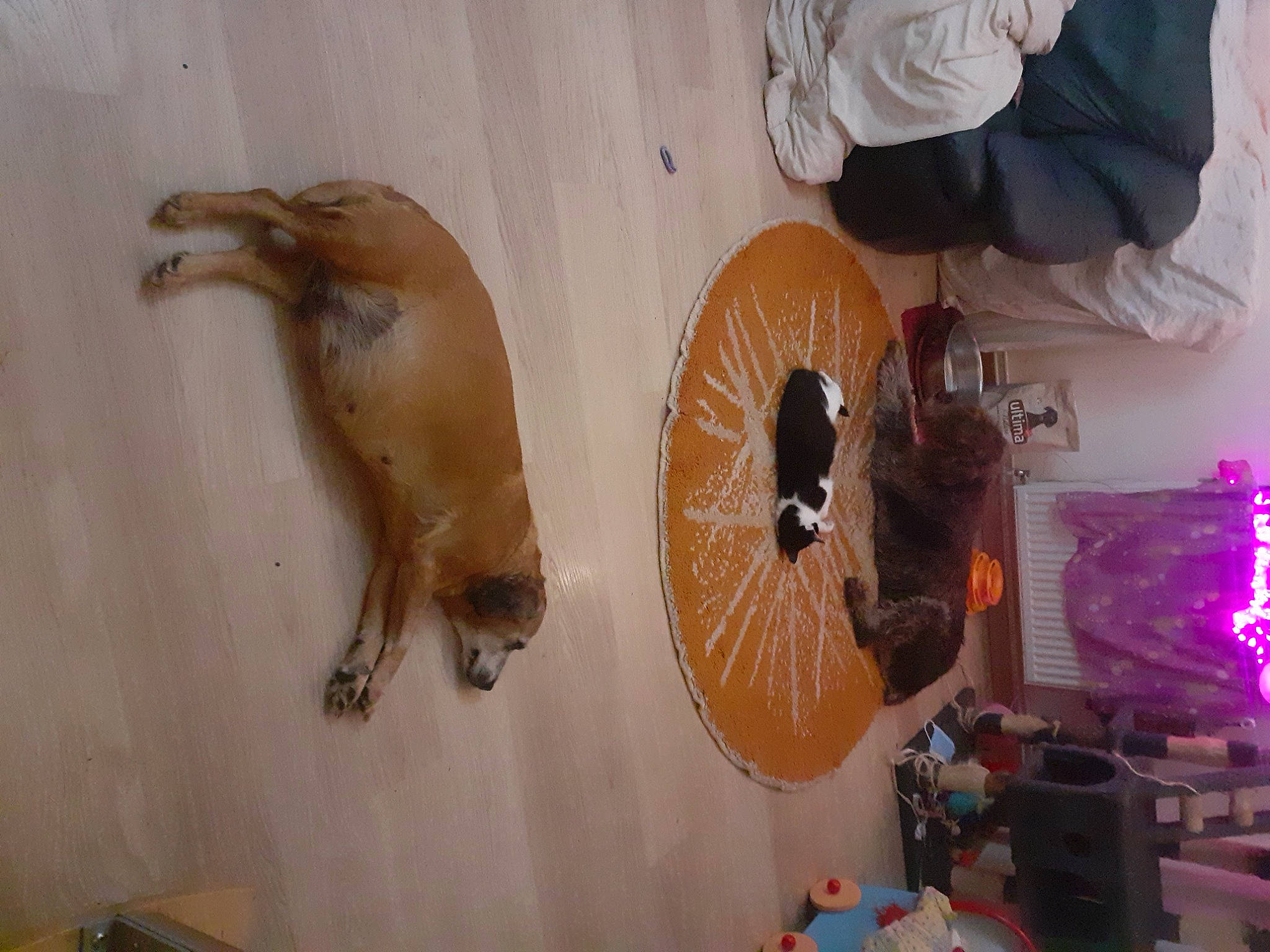 Goga a rejoint le concours — aidez-le/la à gagner de superbes lots ! art, artifact, beak, carving, feather, flightless_bird, fur, illustration, machine, magenta, marine_mammal, room, tail, visual_arts, wood