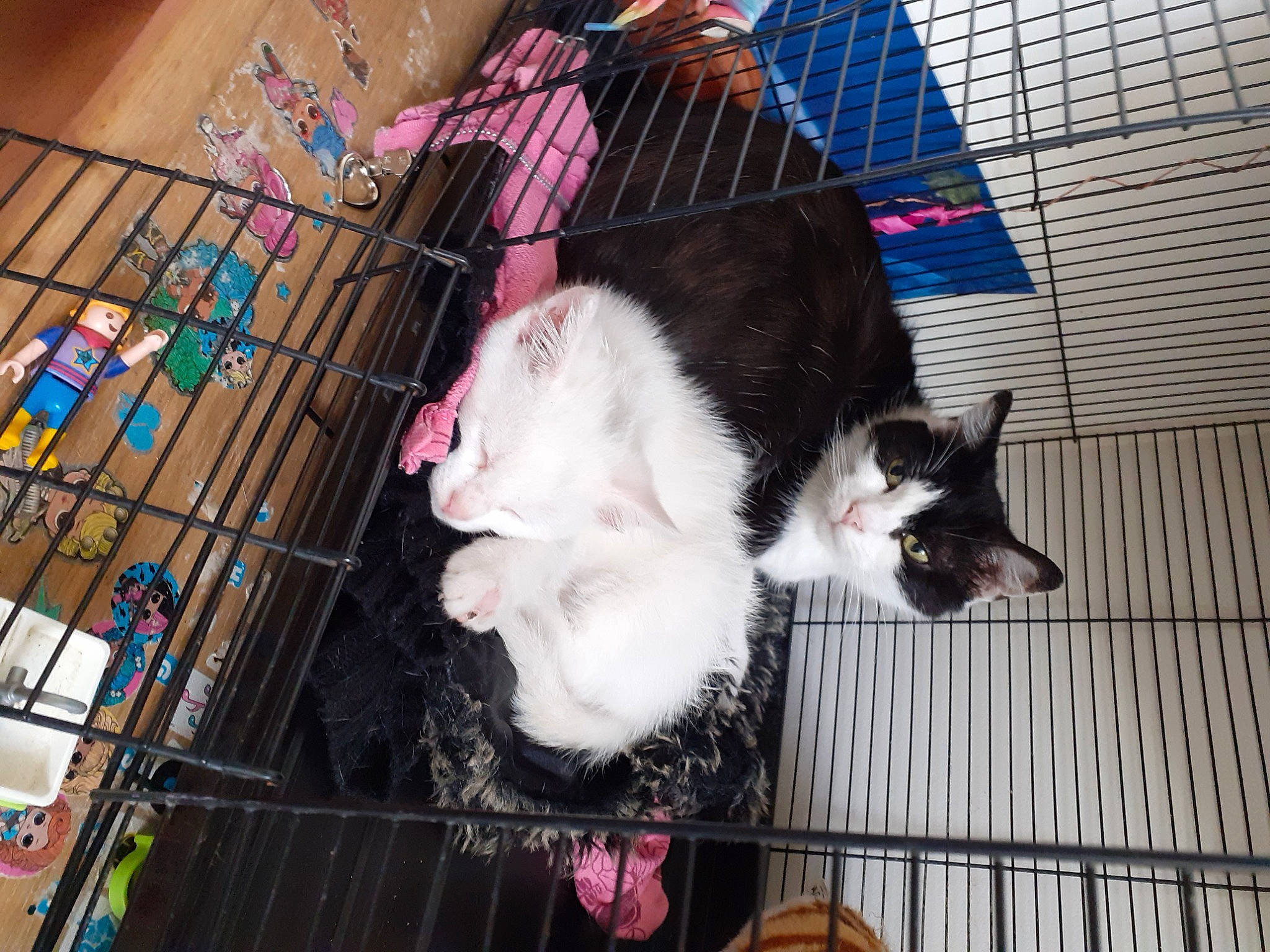 Goga a rejoint le concours — aidez-le/la à gagner de superbes lots ! animal_shelter, canidae, carnivore, cat, companion_dog, dog_breed, domestic_short_haired_cat, felidae, fur, kennel, mammal, pet_supply, rodent, service, small_to_medium_sized_cats, snout, sporting_group, tail, vertebrate, whiskers