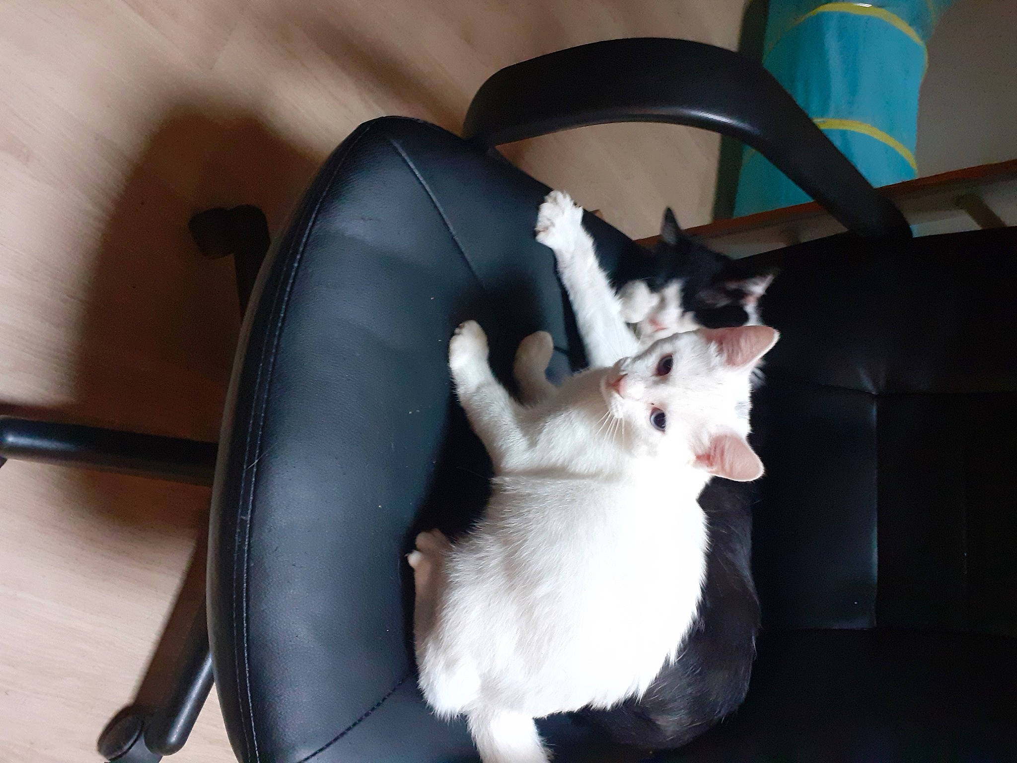 Goga a rejoint le concours — aidez-le/la à gagner de superbes lots ! canidae, carnivore, cat, chair, comfort, companion_dog, dog_breed, domestic_short_haired_cat, felidae, flooring, formal_wear, fur, lap, paw, sitting, small_to_medium_sized_cats, snout, sporting_group, tail, whiskers