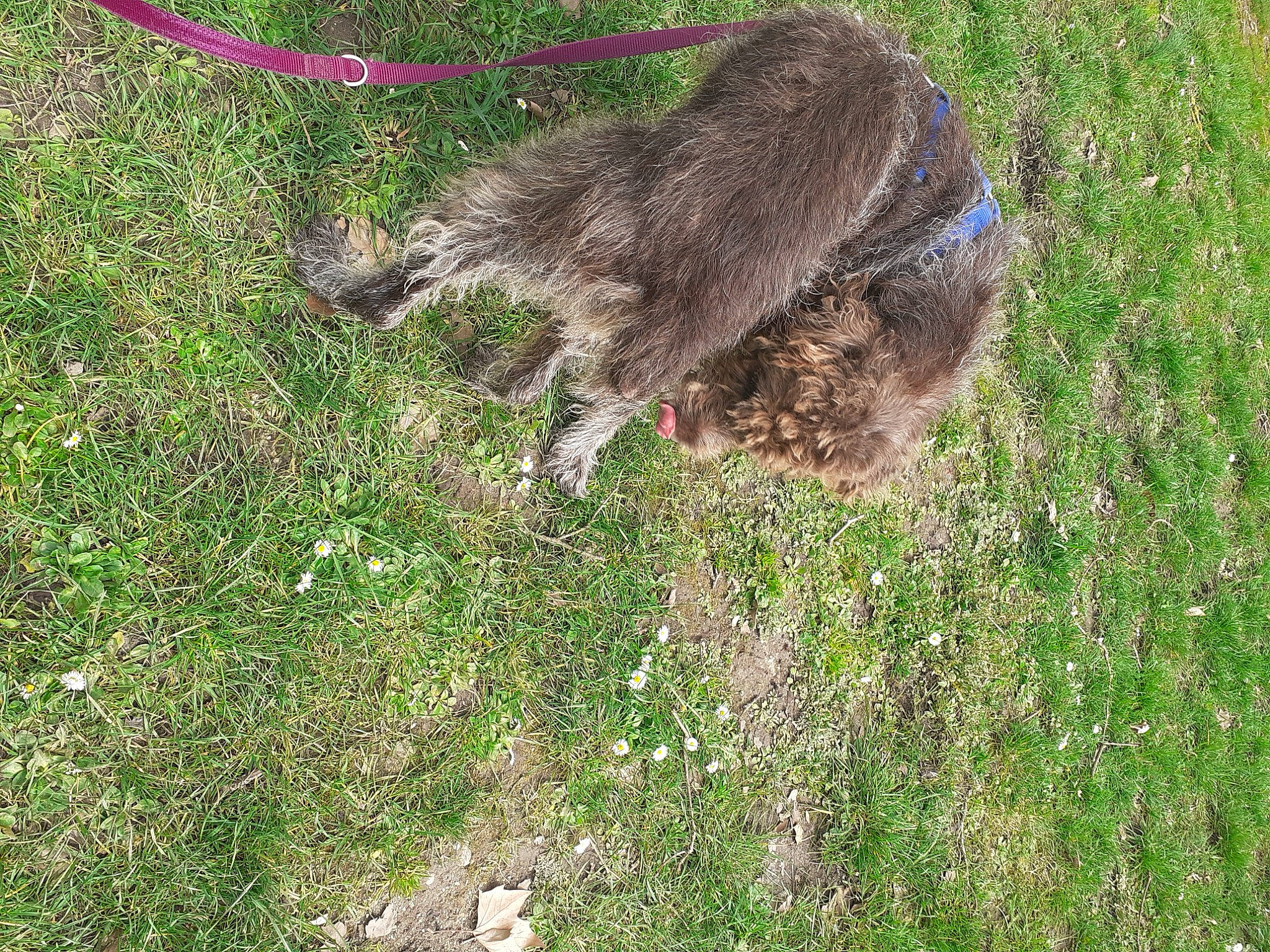 Eliott a rejoint le concours — aidez-le/la à gagner de superbes lots ! canidae, carnivore, dog_breed, felidae, fur, grass, grassland, groundcover, marsupial, pasture, plant, small_to_medium_sized_cats, snout, soil, tail, terrestrial_animal, whiskers