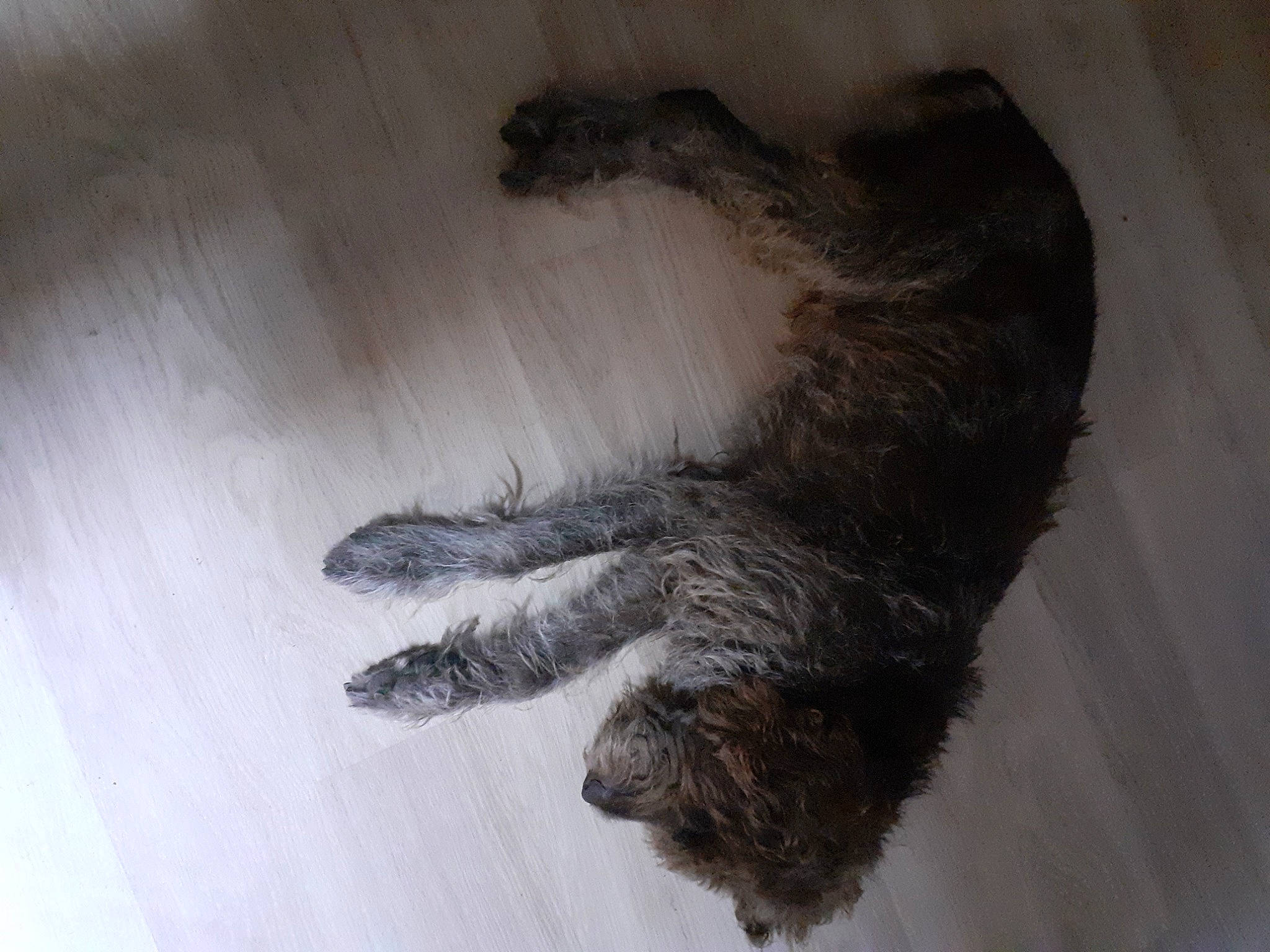 Eliott participe au concours pour gagner de l'argent avec cette photo : art, carnivore, cat, claw, dog_breed, domestic_short_haired_cat, felidae, flooring, foot, fur, gesture, grey, hardwood, human_leg, paw, small_to_medium_sized_cats, snout, tail, whiskers, wood