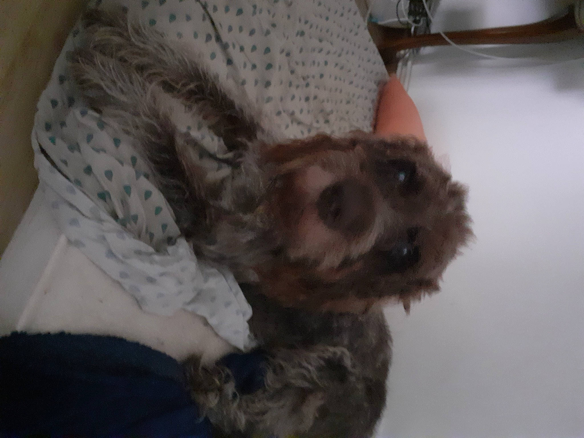 Eliott a rejoint le concours — aidez-le/la à gagner de superbes lots ! canidae, carnivore, claw, comfort, companion_dog, dog, dog_breed, dog_supply, ear, fawn, fur, liver, paw, small_terrier, snout, sporting_group, terrier, toy_dog, whiskers, working_animal