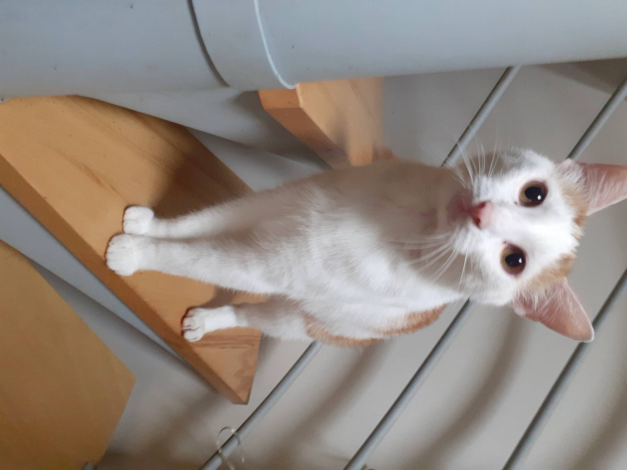 Nougat a rejoint le concours — aidez-le/la à gagner de superbes lots ! carnivore, cat, comfort, domestic_short_haired_cat, eye, fawn, felidae, fur, hardwood, head, paw, small_to_medium_sized_cats, tail, whiskers, wood