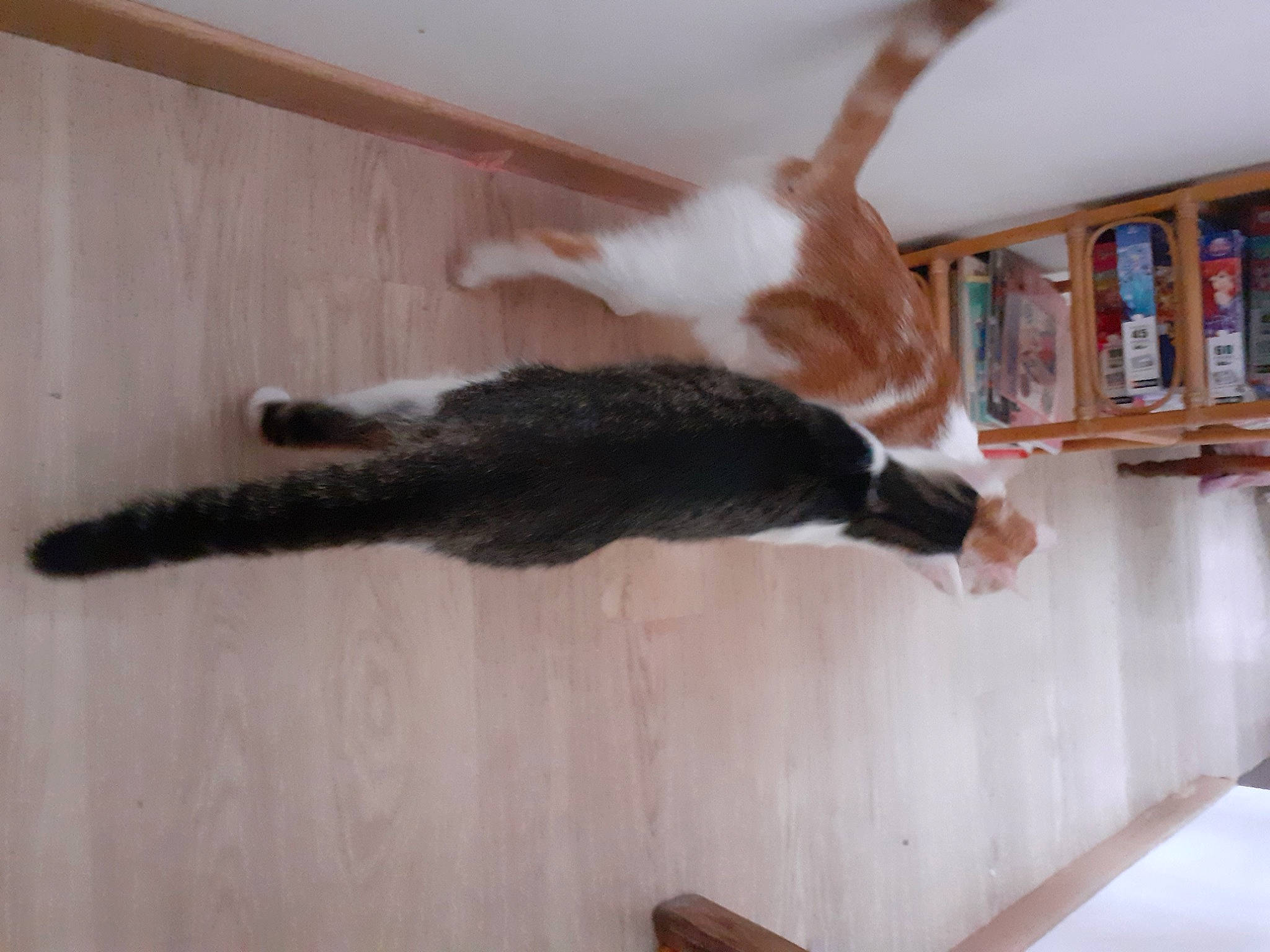 Nougat a rejoint le concours — aidez-le/la à gagner de superbes lots ! bookcase, carnivore, cat, comfort, domestic_short_haired_cat, felidae, flooring, fur, hardwood, publication, room, shelf, shelving, small_to_medium_sized_cats, tail, whiskers, wood, wood_stain