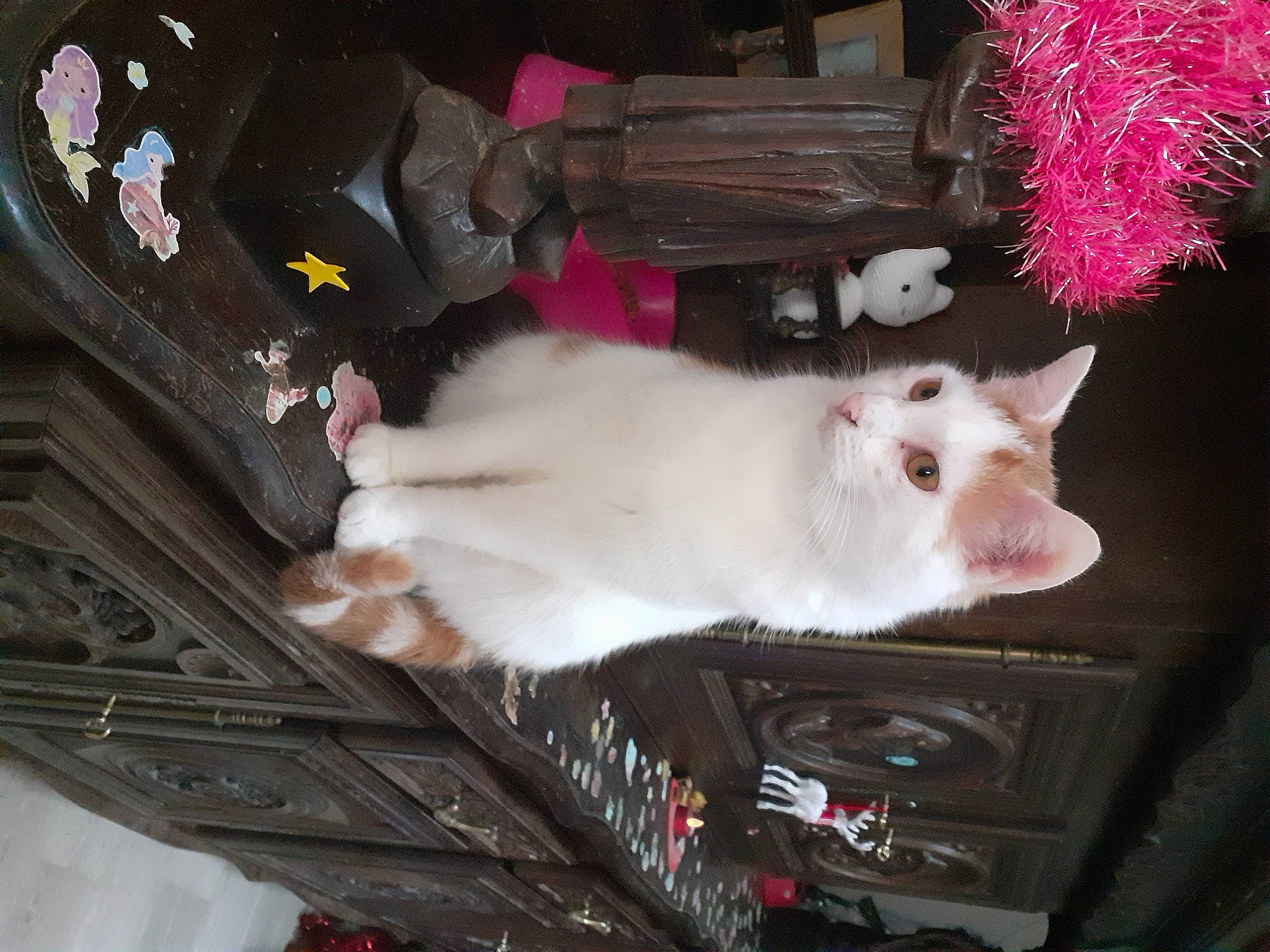 Nougat a rejoint le concours — aidez-le/la à gagner de superbes lots ! carnivore, cat, fawn, felidae, fur, magenta, natural_material, paw, pink, small_to_medium_sized_cats, tail, whiskers