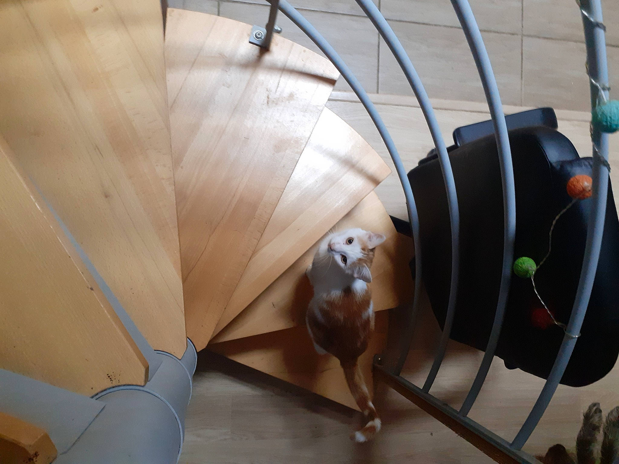 Nougat a rejoint le concours — aidez-le/la à gagner de superbes lots ! architecture, art, automotive_design, building, ceiling, circle, comfort, flooring, hardwood, house, leisure, plywood, propeller, room, space, stairs, visual_arts, wood, wood_flooring, wood_stain