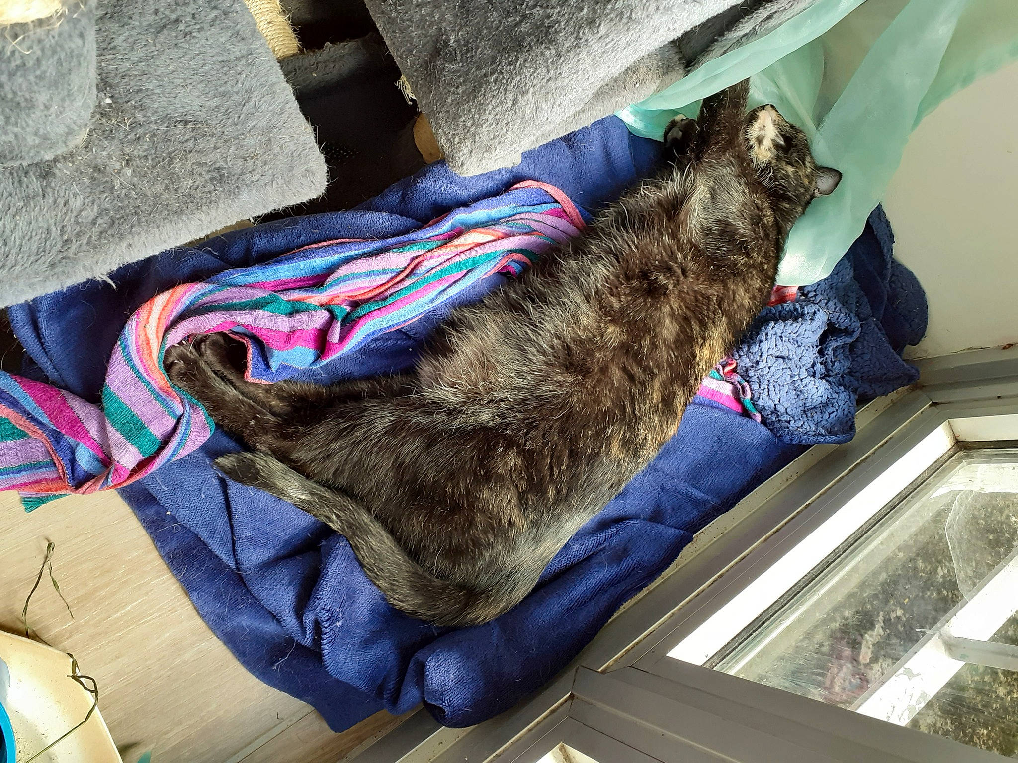 Fraise a rejoint le concours — aidez-le/la à gagner de superbes lots ! blue, carnivore, cat, comfort, domestic_short_haired_cat, electric_blue, felidae, foot, fur, human_leg, linens, mammal, nap, pattern, small_to_medium_sized_cats, sporting_group, tail, vertebrate, whiskers, wood