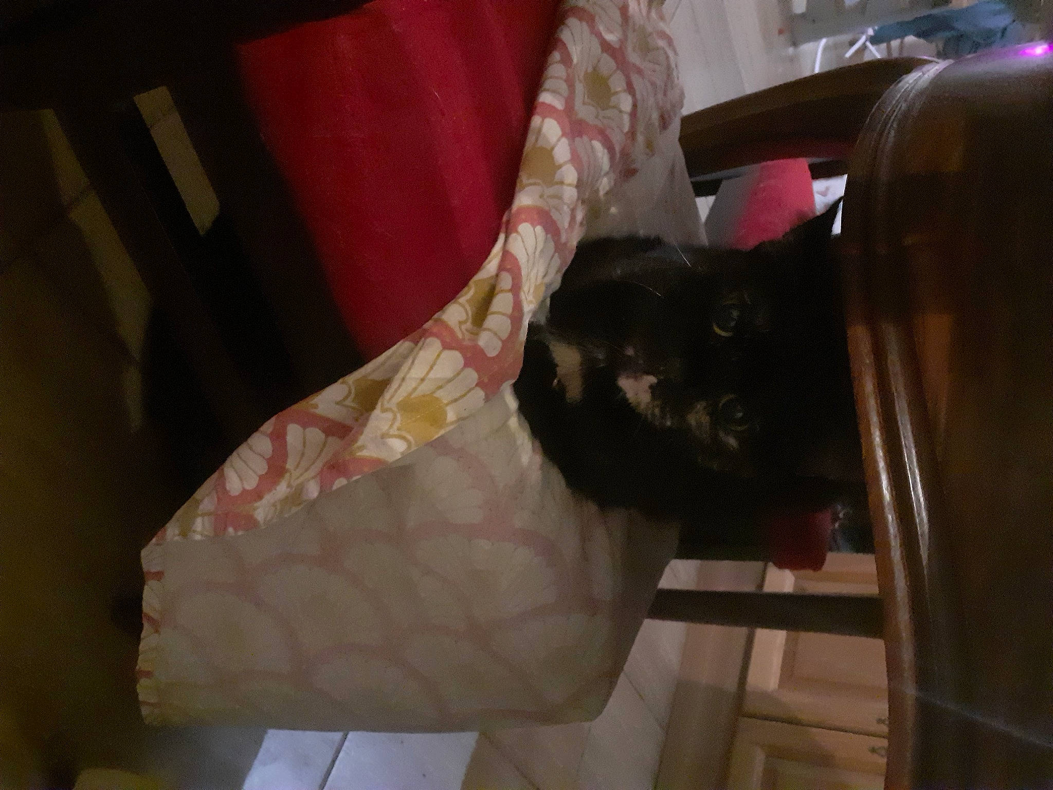 Fraise participe au concours pour gagner de l'argent avec cette photo : canidae, carmine, carnivore, cat, comfort, domestic_short_haired_cat, felidae, flooring, fur, human_leg, linens, pattern, peach, room, small_to_medium_sized_cats, sporting_group, tail, tints_and_shades, whiskers, wood