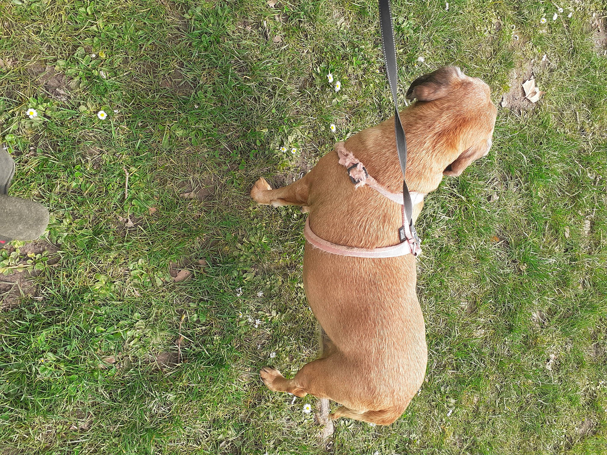 Luna a rejoint le concours — aidez-le/la à gagner de superbes lots ! canidae, carnivore, collar, companion_dog, dog, dog_breed, fawn, grass, groundcover, liver, mammal, paw, pet_supply, snout, sporting_group, tail, terrestrial_animal, toy, vertebrate, working_animal