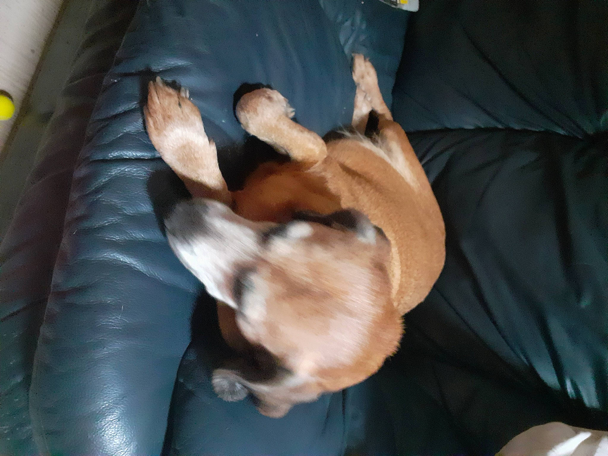 Luna participe au concours pour gagner de l'argent avec cette photo : bed, canidae, carnivore, comfort, companion_dog, dog, dog_breed, fawn, fur, guard_dog, linens, nap, non_sporting_group, paw, sporting_group, tail, toy_dog, working_animal