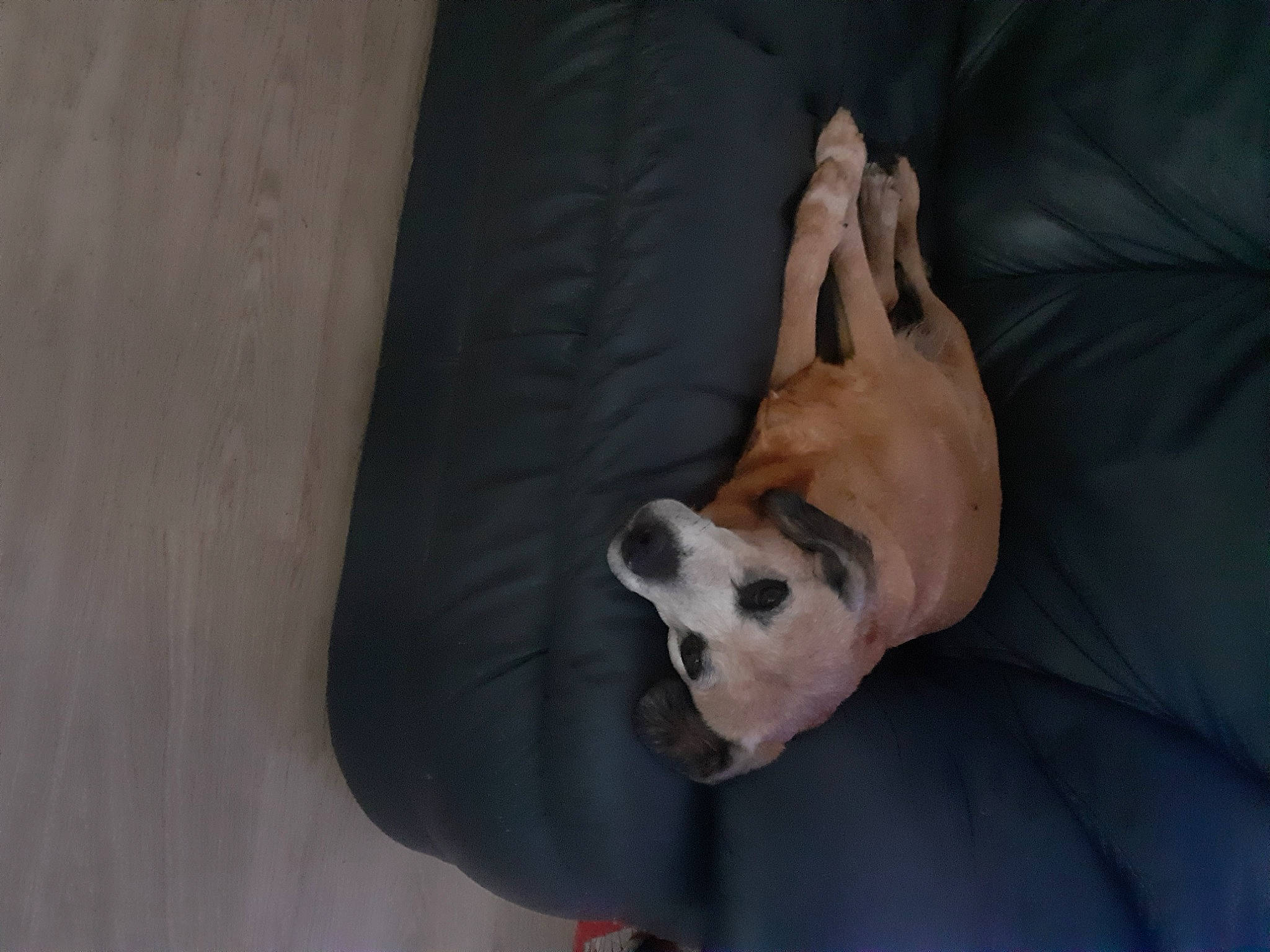 Luna a rejoint le concours — aidez-le/la à gagner de superbes lots ! ancient_dog_breeds, canidae, carnivore, comfort, companion_dog, dog, dog_breed, fawn, hardwood, nap, non_sporting_group, paw, pug, puppy, sporting_group, tail, toy_dog, watch, wood, working_animal