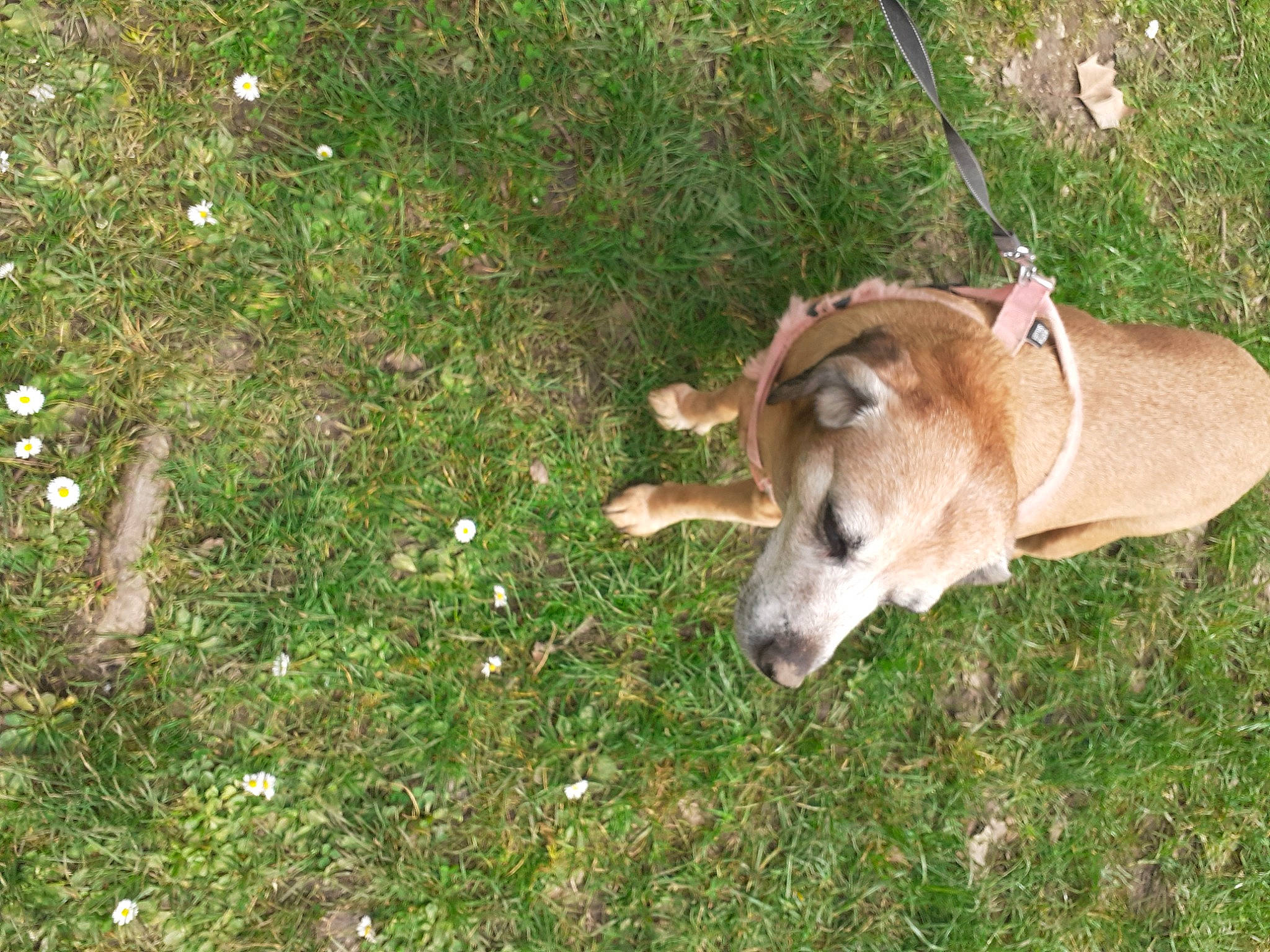 Luna a rejoint le concours — aidez-le/la à gagner de superbes lots ! bovine, canidae, carnivore, companion_dog, cow_goat_family, dog, dog_breed, fawn, flower, grass, grassland, groundcover, pasture, plant, snout, sporting_group, tail, terrestrial_animal, wildlife, working_animal