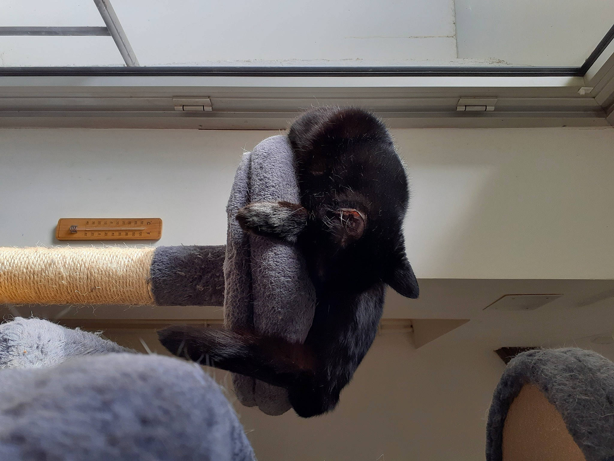 Macaron a rejoint le concours — aidez-le/la à gagner de superbes lots ! claw, comfort, flooring, fur, grey, mammal, metal, room, rope, safety_glove, snout, tail, terrestrial_animal, thread, vertebrate, wood, wool, woolen