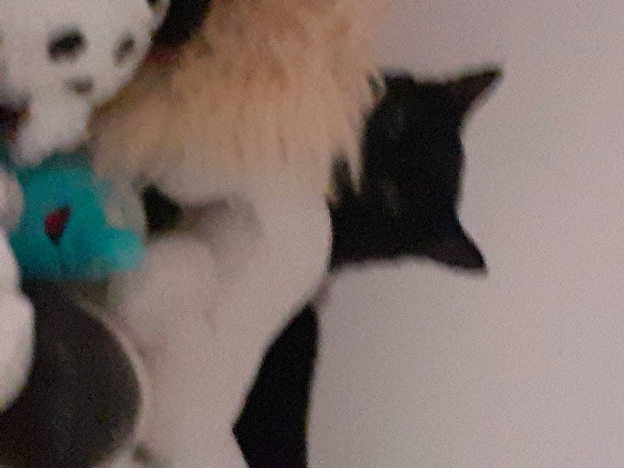 Macaron participe au concours pour gagner de l'argent avec cette photo : canidae, carnivore, cat, claw, collar, companion_dog, dog_breed, domestic_short_haired_cat, fang, fawn, felidae, fur, paw, small_to_medium_sized_cats, snout, sporting_group, stuffed_toy, tail, toy, whiskers