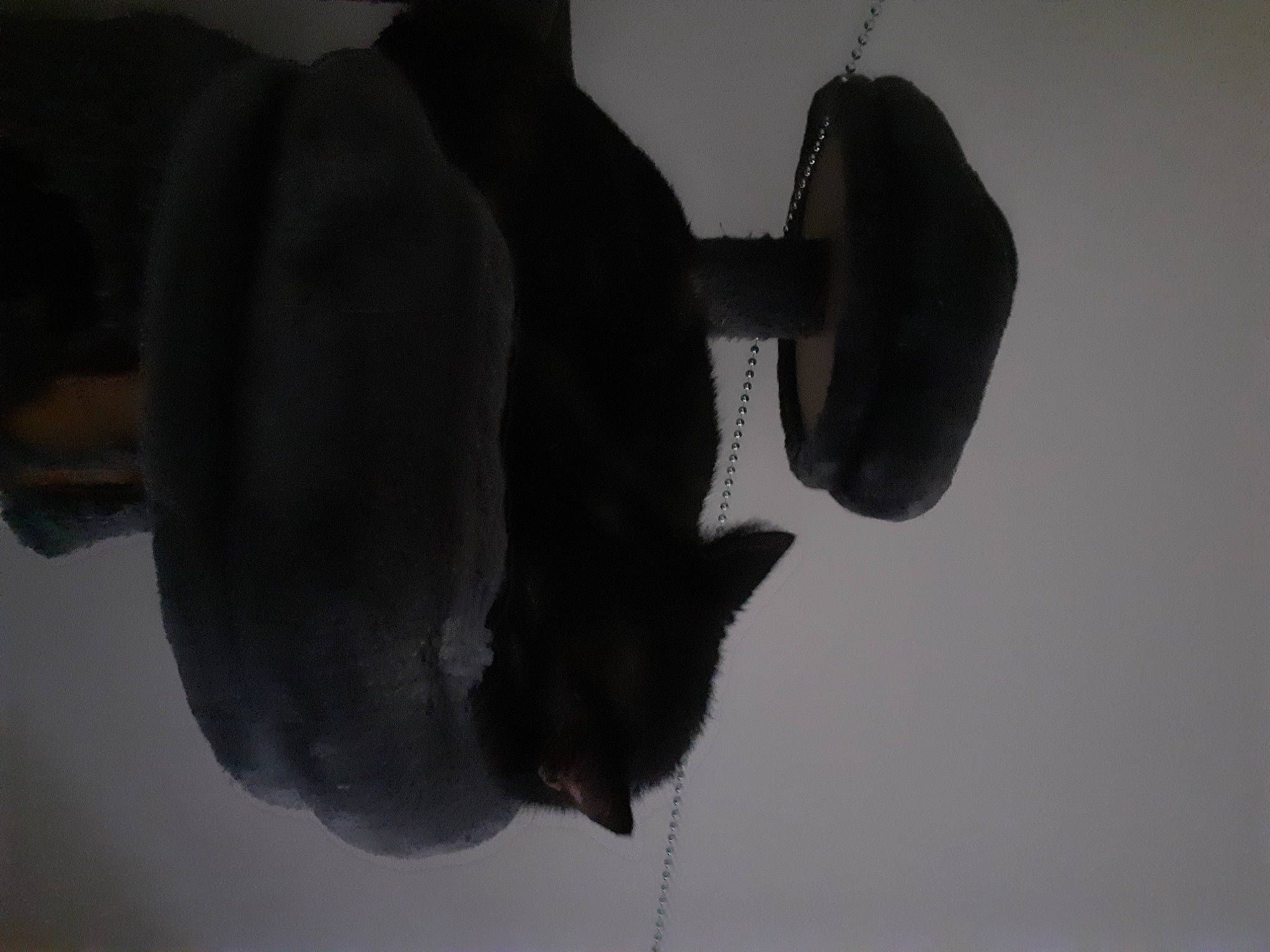 Macaron participe au concours pour gagner de l'argent avec cette photo : art, darkness, gesture, grey, monochrome, monochrome_photography, petal, plant, room, sculpture, shadow, sky, snout, still_life_photography, tints_and_shades, tree, visual_arts