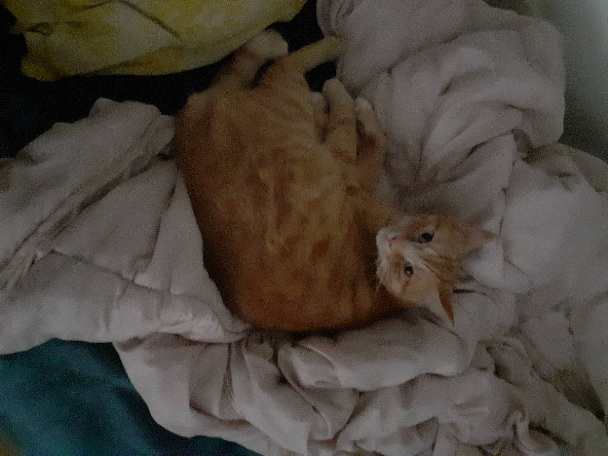 Chocolat participe au concours pour gagner de l'argent avec cette photo : bedding, canidae, carnivore, cat, claw, comfort, companion_dog, dog_breed, duvet, fawn, felidae, fur, linens, nap, paw, puppy, small_to_medium_sized_cats, sporting_group, tail, whiskers