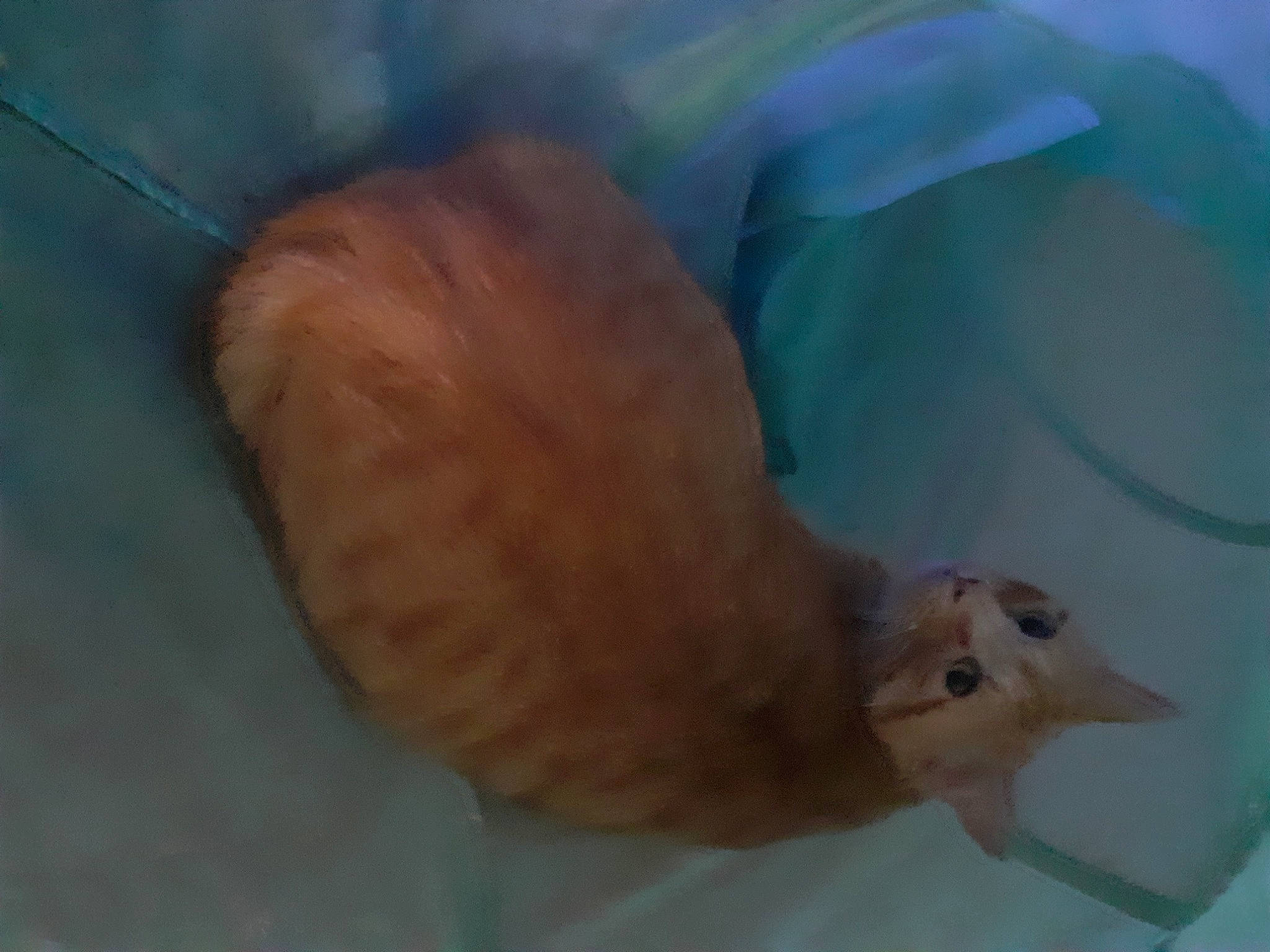 Chocolat a rejoint le concours — aidez-le/la à gagner de superbes lots ! bathing, beak, canidae, carnivore, cat, claw, dog_breed, fawn, felidae, fin, fish, fur, goldfish, small_to_medium_sized_cats, snout, sporting_group, tail, terrestrial_animal, whiskers, wing