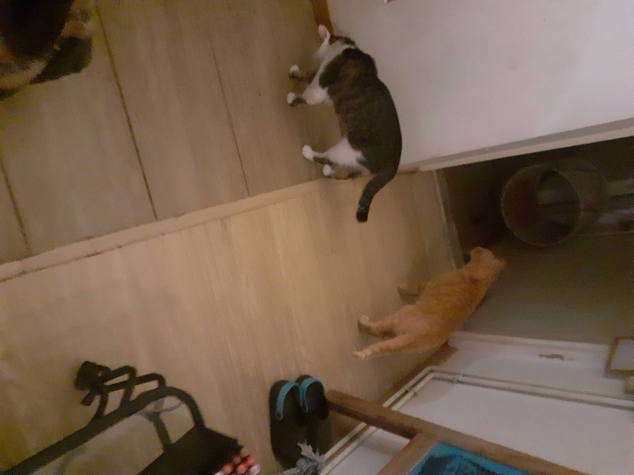 Chocolat a rejoint le concours — aidez-le/la à gagner de superbes lots ! bag, carnivore, cat, cat_supply, ceiling, domestic_short_haired_cat, felidae, floor, flooring, fur, hardwood, luggage_and_bags, plywood, room, shelving, small_to_medium_sized_cats, tail, whiskers, wood