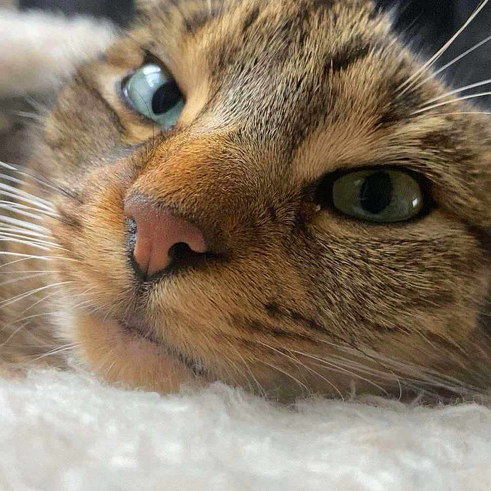 U' Violette participe au concours pour gagner de l'argent avec cette photo : animal, cat, close_up, cozy, cute, domestic_cat, face, feline, fur, green_eyes, indoor, lying_down, nose, pet, portrait, relaxed, resting, soft_surface, tabby, whiskers
