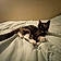 Dutchess