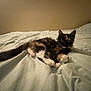 cat, kitten, calico, bed, blanket, indoor, pet, fur, whiskers, tail, paws, curious, resting, cozy, home, animal, cute, sleepy, feline, mammal