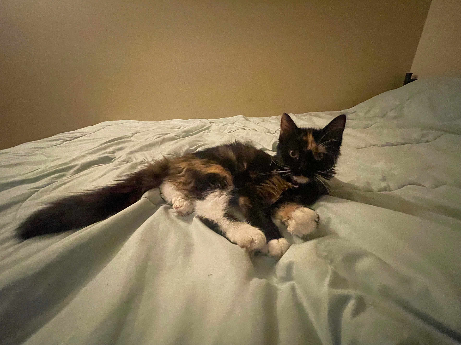 Dutchess