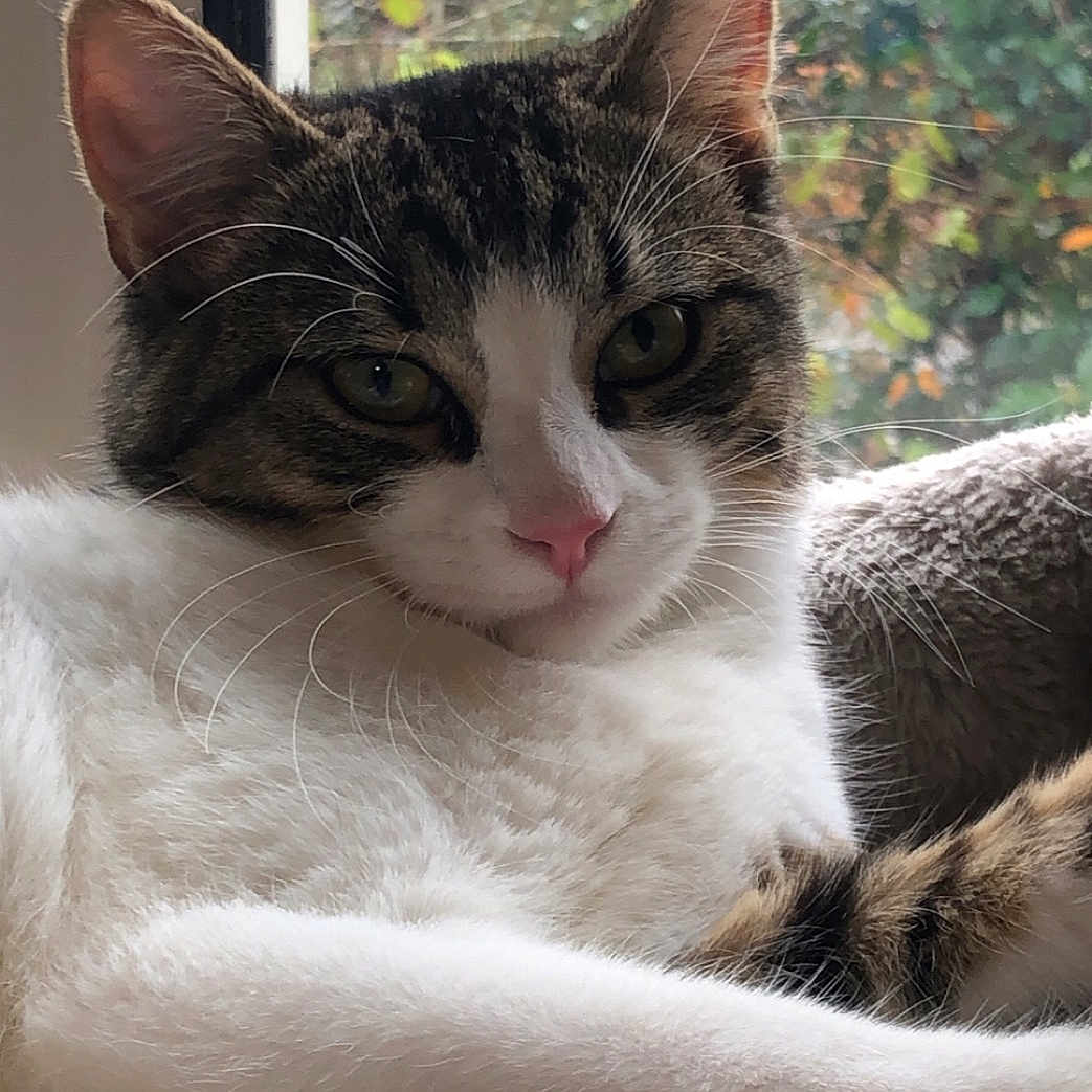 Naya a rejoint le concours — aidez-le/la à gagner de superbes lots ! animal, autumn, cat, closeup, cozy, domestic_animal, feline, greenery, indoor, nature_background, pet, pink_nose, portrait, relaxed, resting, soft_texture, tabby, whiskers, white_fur, window