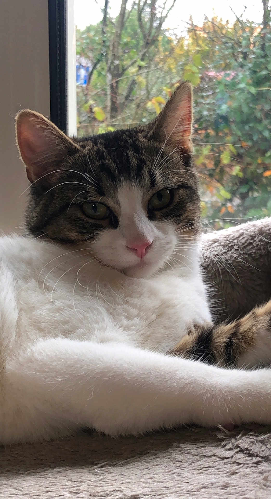 Naya a rejoint le concours — aidez-le/la à gagner de superbes lots ! cat, tabby, white_fur, window, indoor, relaxed, animal, pet, feline, whiskers, pink_nose, soft_texture, resting, closeup, nature_background, greenery, autumn, cozy, portrait, domestic_animal