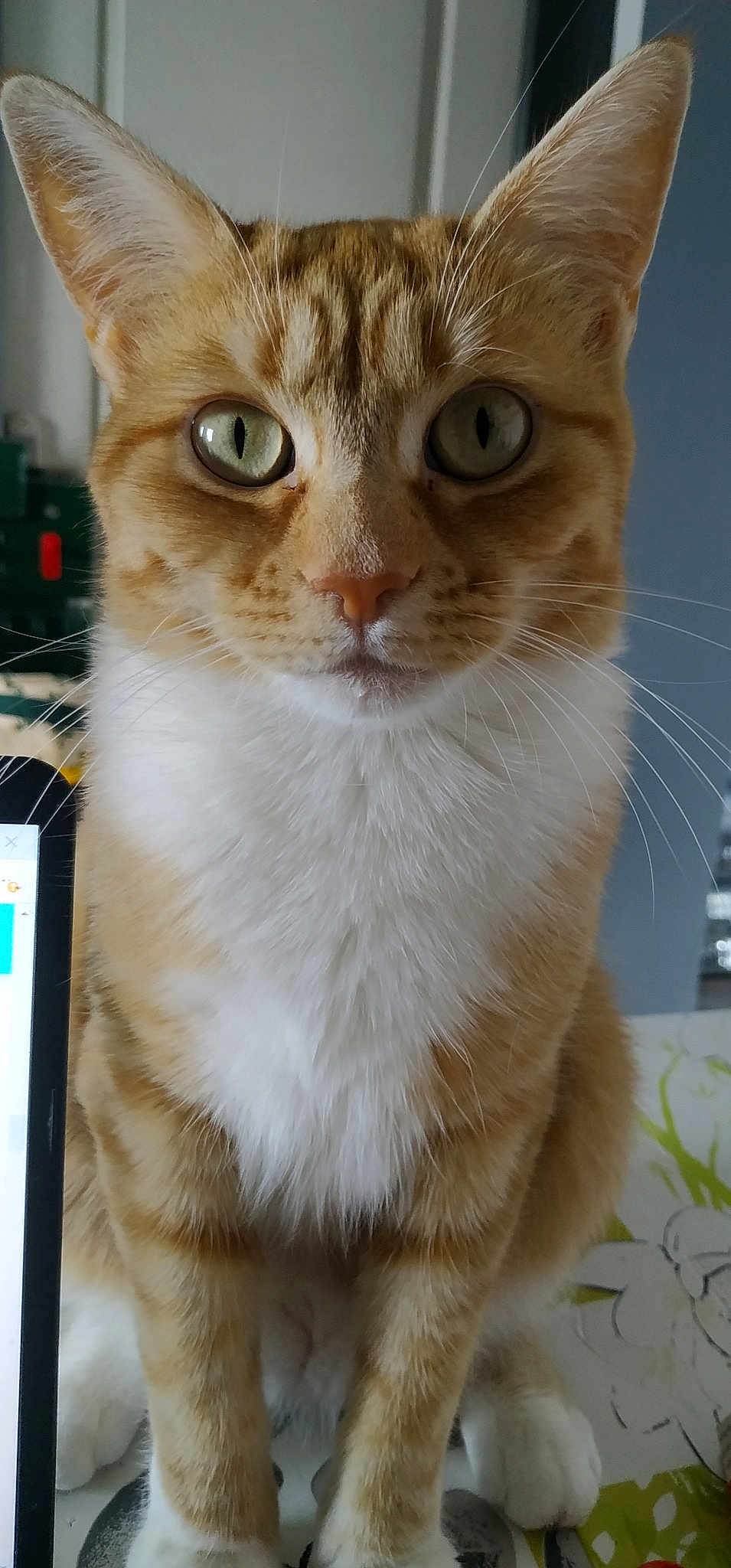 Bibiche