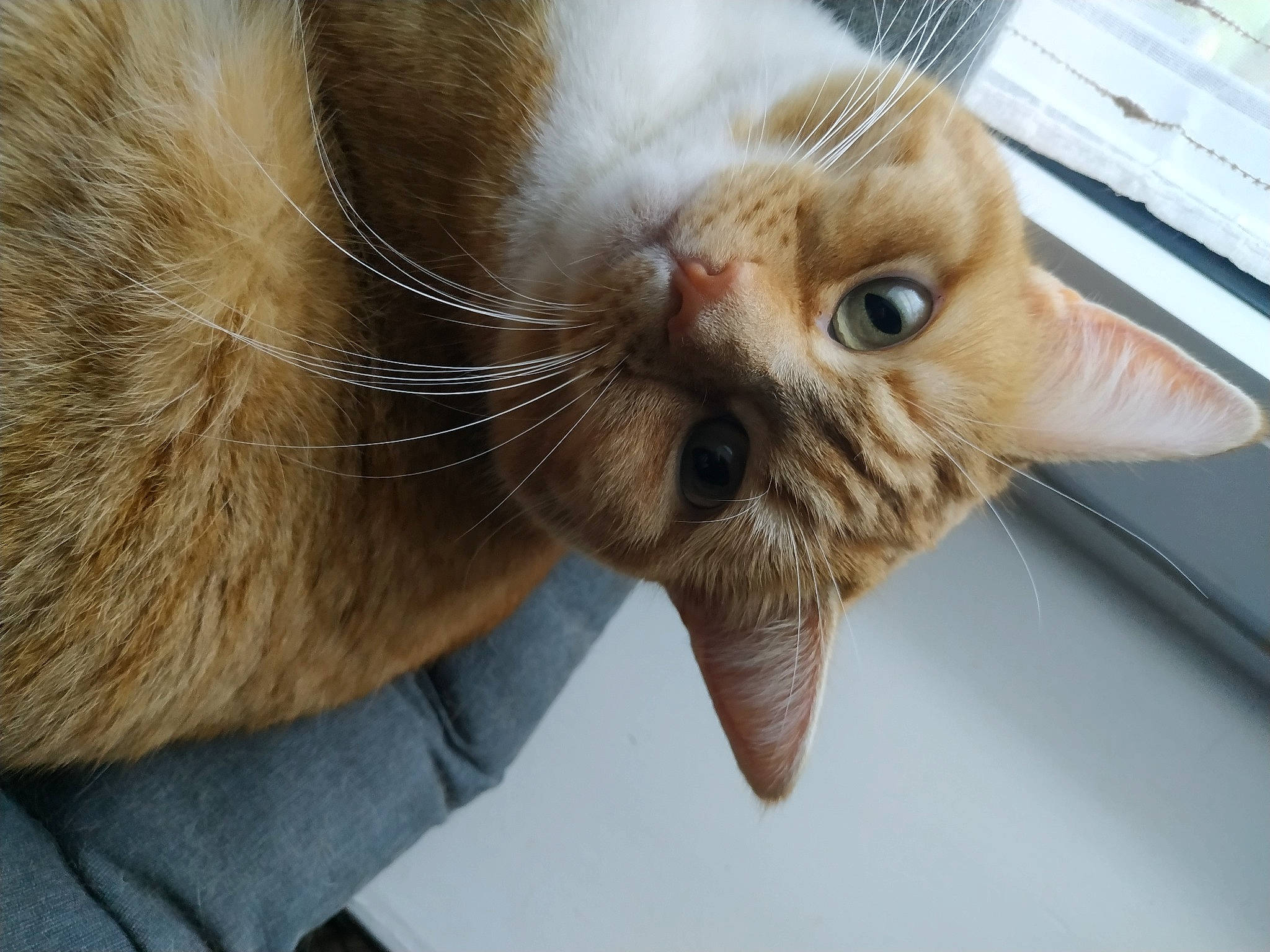 Bibiche participe au concours pour gagner de l'argent avec cette photo : carnivore, cat, claw, comfort, domestic_short_haired_cat, ear, fawn, felidae, fur, gesture, nail, paw, small_to_medium_sized_cats, snout, tail, thai, whiskers