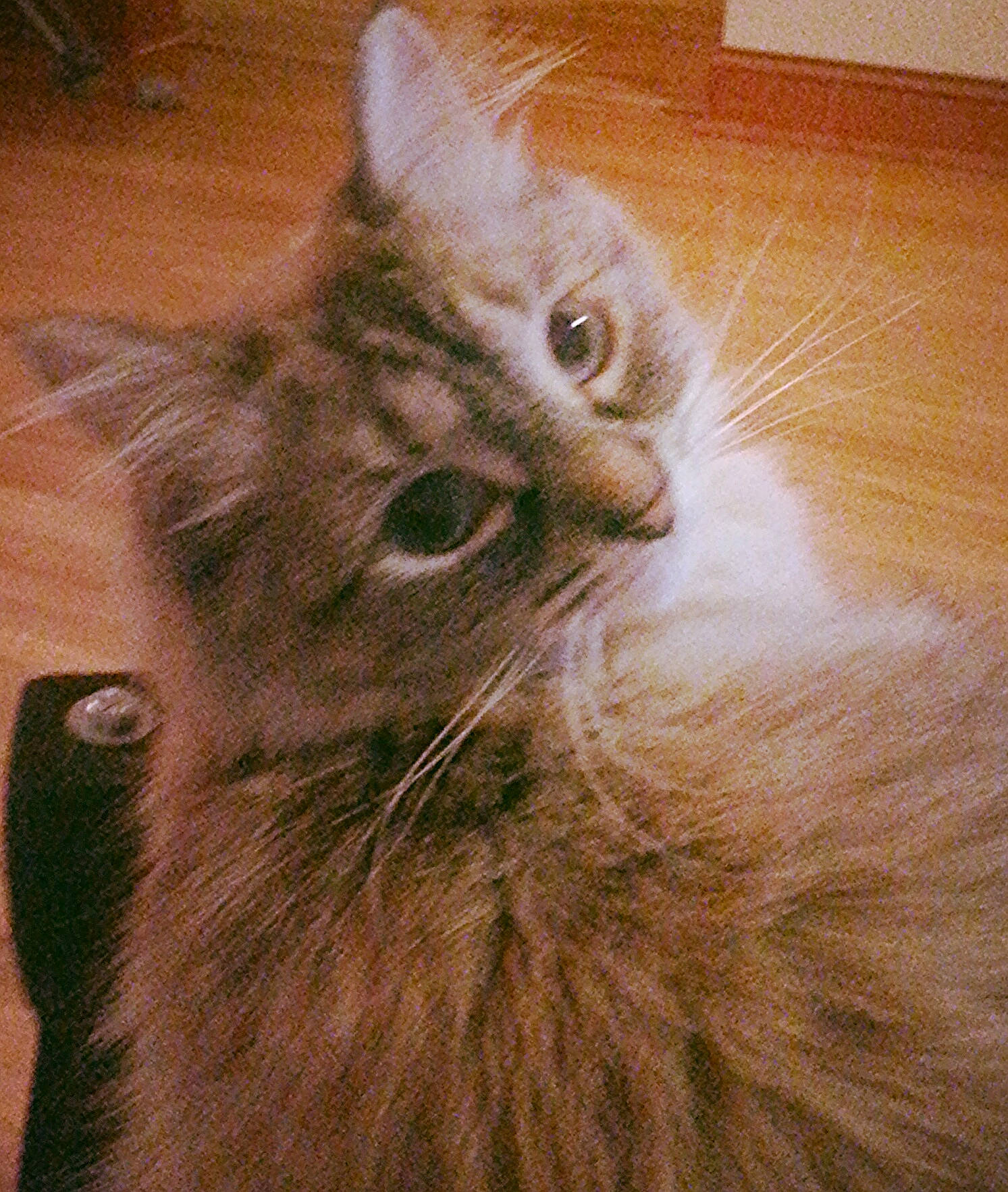 Lilli joined the competition — help win amazing prizes! asian, asian_semi_longhair, british_semi_longhair, carnivore, cat, domestic_long_haired_cat, domestic_short_haired_cat, european_shorthair, felidae, fur, kitten, maine_coon, mammal, nebelung, norwegian_forest_cat, ragamuffin, siberian, small_to_medium_sized_cats, tabby_cat, whiskers